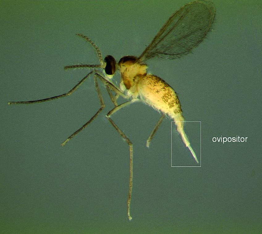 La fotograf&iacute;a muestra una hembra de la mosquita de la agalla del ar&aacute;ndano (Dasineura oxycoccana) con el ovipositor (&oacute;rgano para depositar los huevos) extendido.